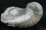 Gryphaea (Devil's Toenail) Fossil Oyster - Jurassic #9786-1